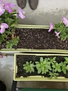 Why Have My Petunias Stopped Flowering 1