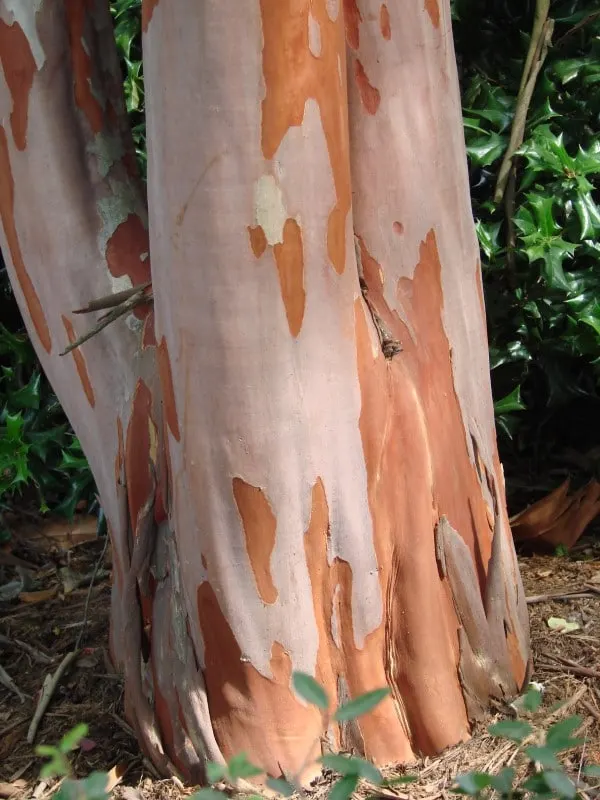 Why Is Bark Peeling Off Crepe Myrtle