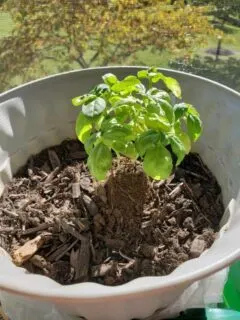Why Is Basil Not Growing