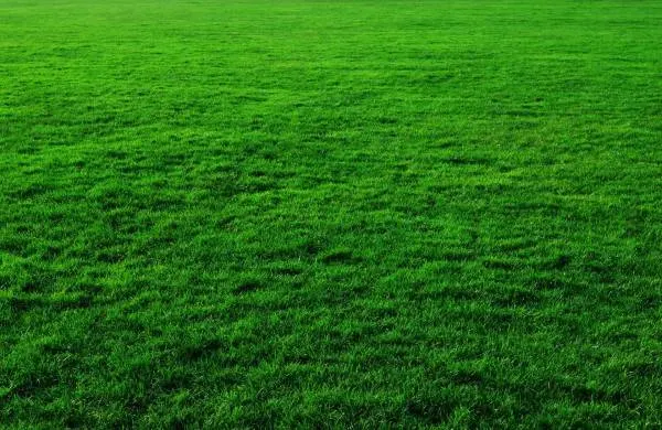Background Grass Greenery Lawn Green