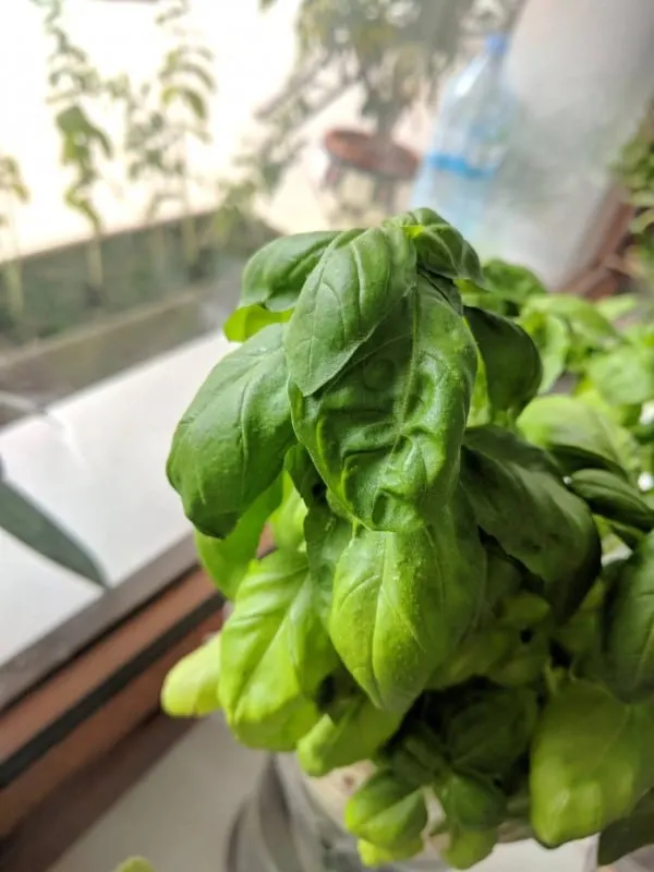 Why Is My Basil Curling 2