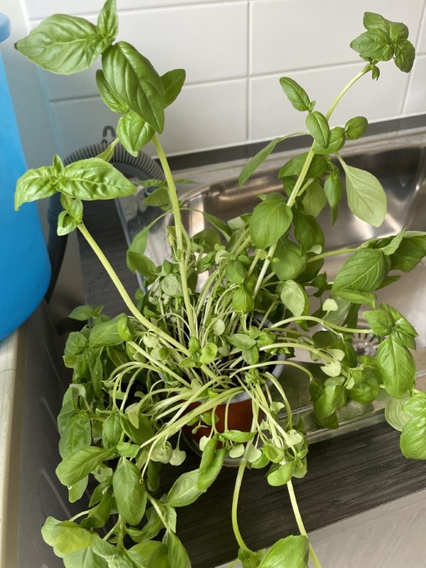 Why Is My Basil Wilting 2