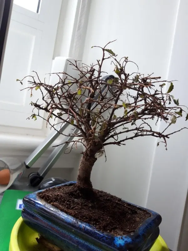 Why Is My Bonsai Dying 2