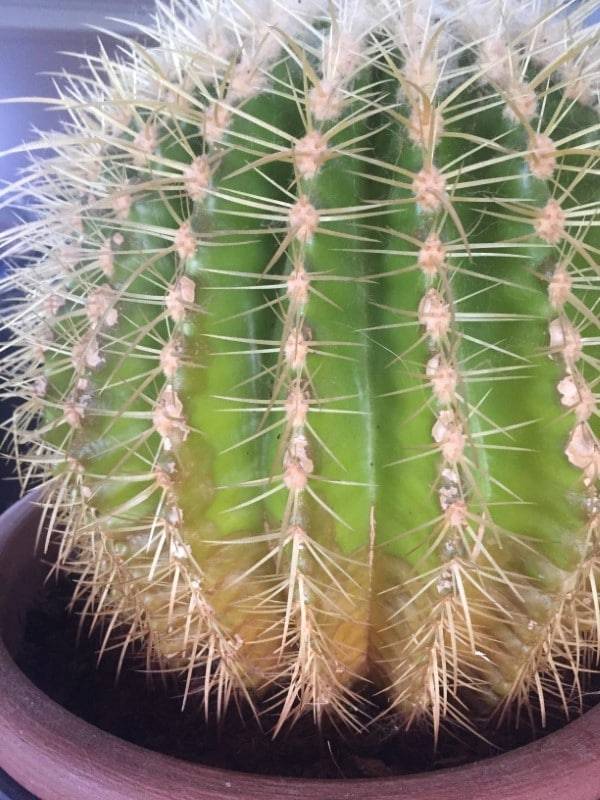 Why Is My Cactus Turning Brown