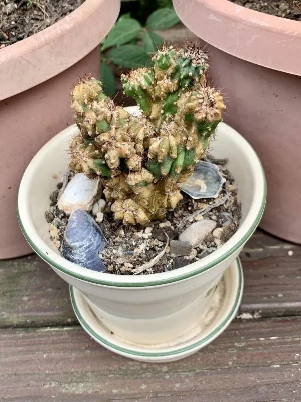 Why Is My Cactus Turning Brown 2