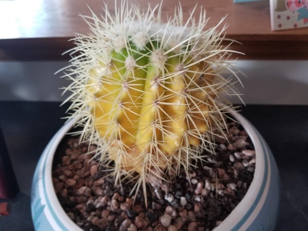 Why Is My Cactus Turning Yellow 2