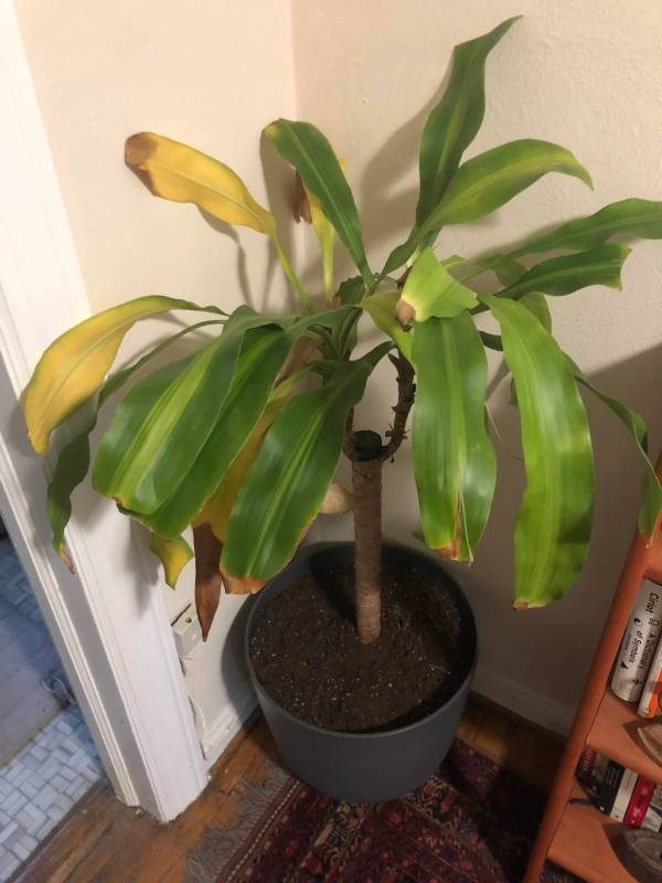 Why Is My Corn Plant Turning Yellow? 5 Things To Check