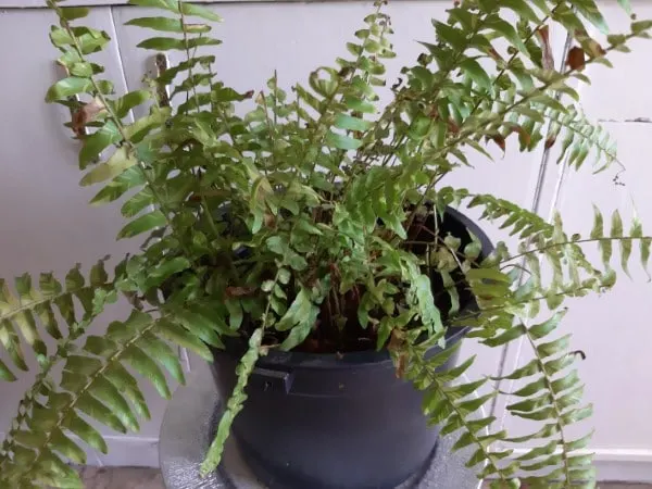 Why Is My Fern Turning Brown 2