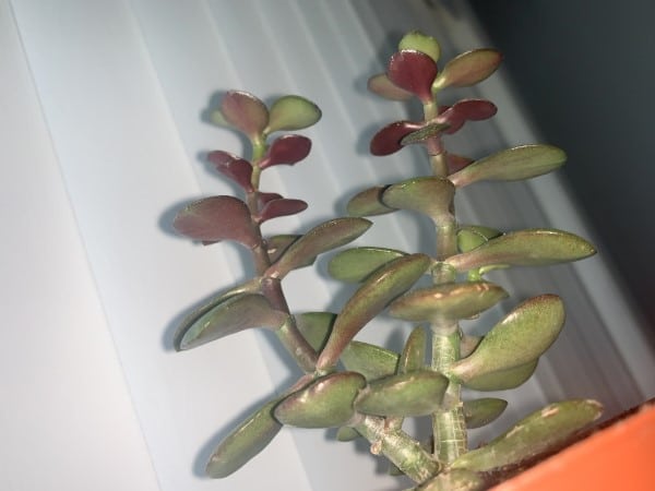 Why Is My Jade Plant Turning Purple 1