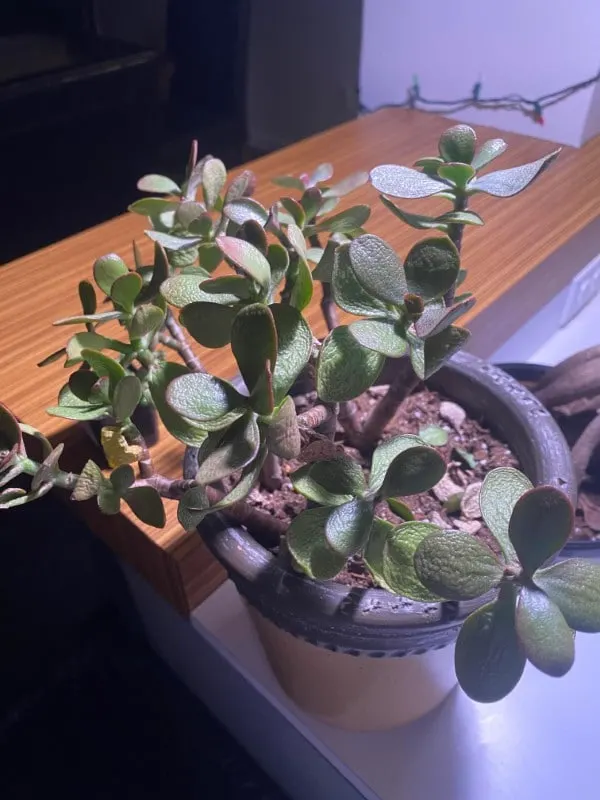 Why Is My Jade Plant Turning Purple 2