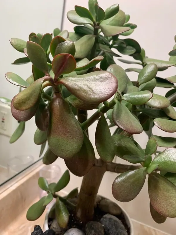 Why Is My Jade Plant Turning Red 2