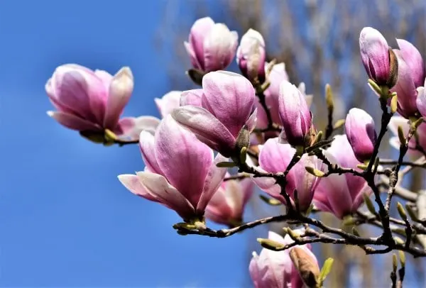 Why Is My Magnolia Tree Blooming In September 2