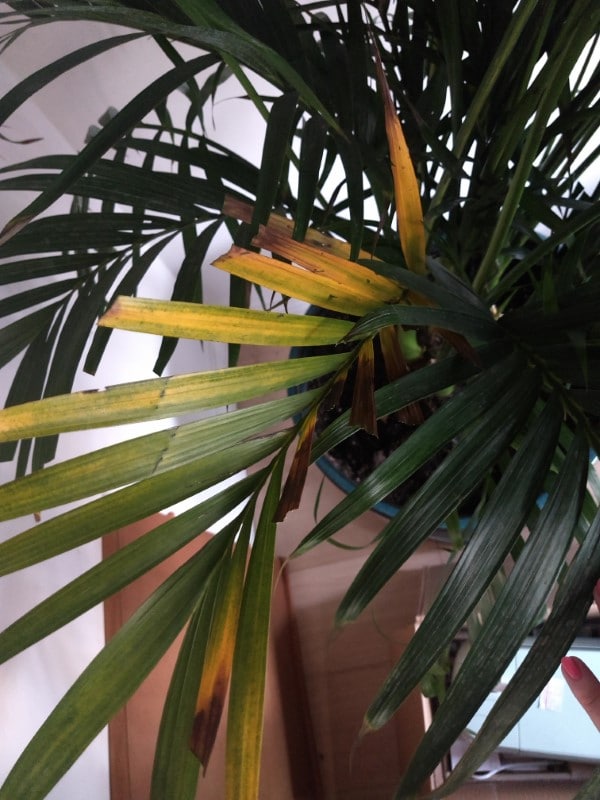 Why Is My Palm Tree Turning Yellow 3