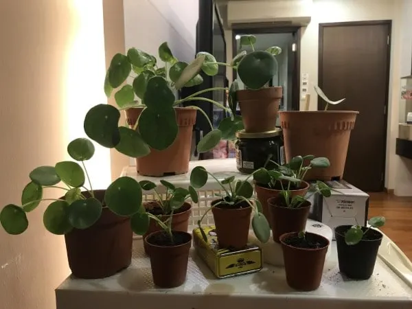 Why Is My Pilea Drooping 2