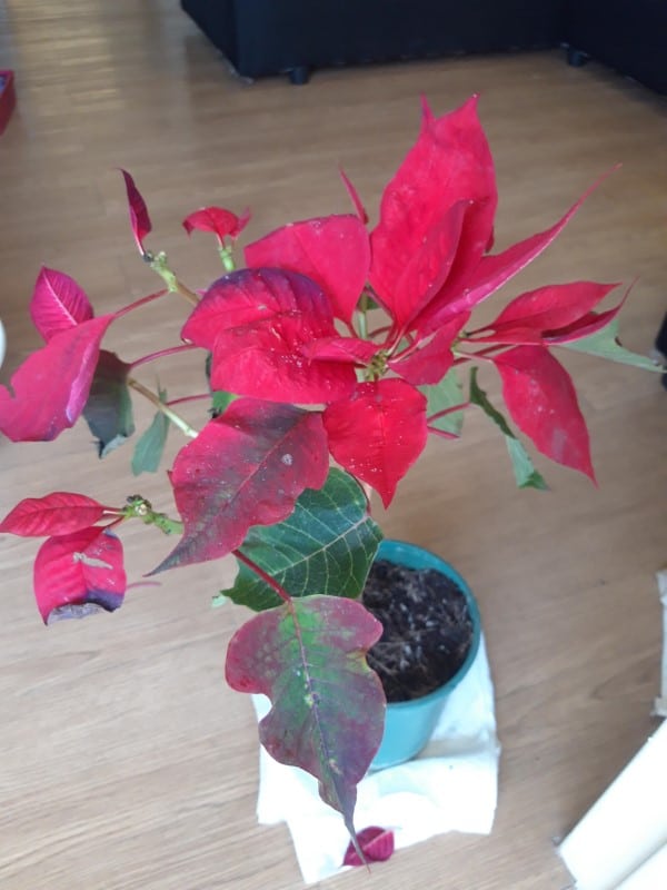 Why Is My Poinsettia Dropping Leaves 2