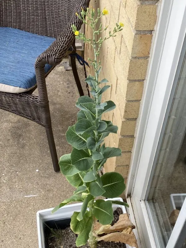 Why Is My Romaine Lettuce Growing Tall 2