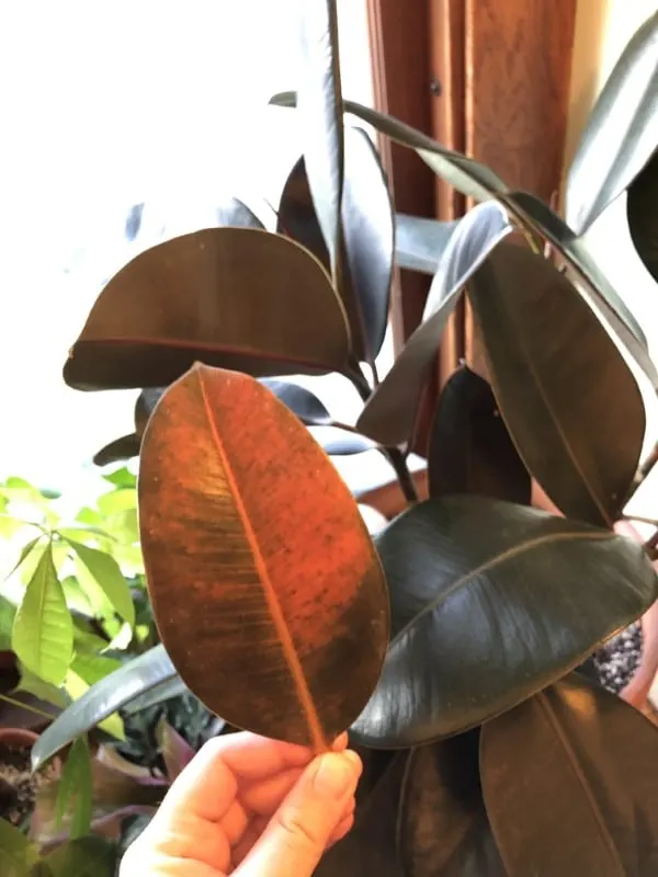 Why Is My Rubber Plant Dropping Leaves 2