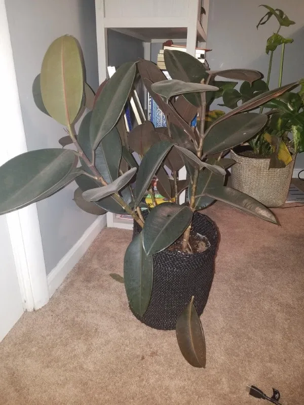 Why Is My Rubber Plant Dropping Leaves