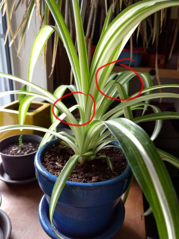 Why Is My Spider Plant Drooping 1
