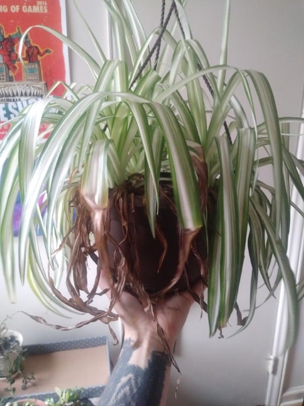Why Is My Spider Plant Dying 2