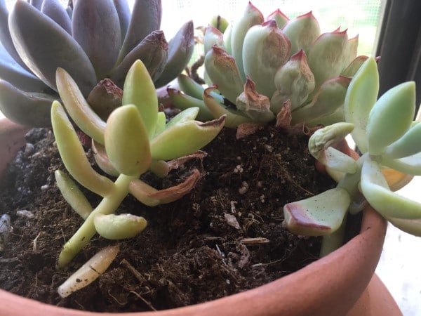 Why Is My Succulent Shriveling