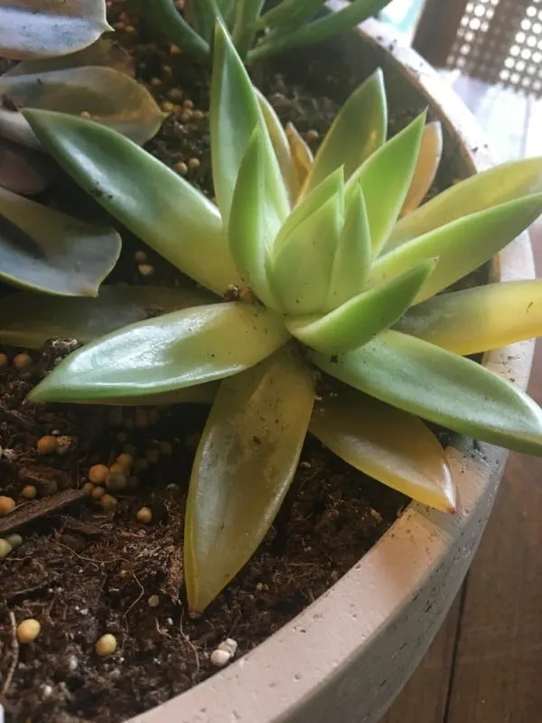 Why Is My Succulent Turning Yellow 2