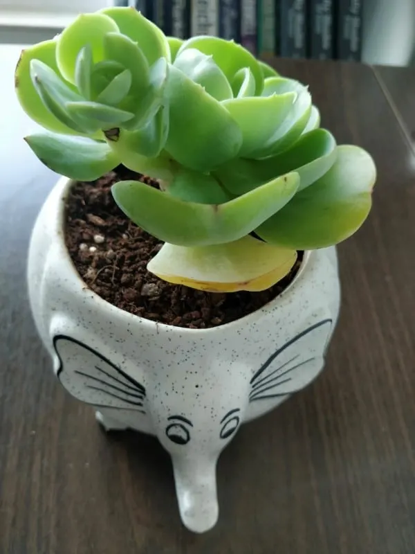 Why Is My Succulent Turning Yellow