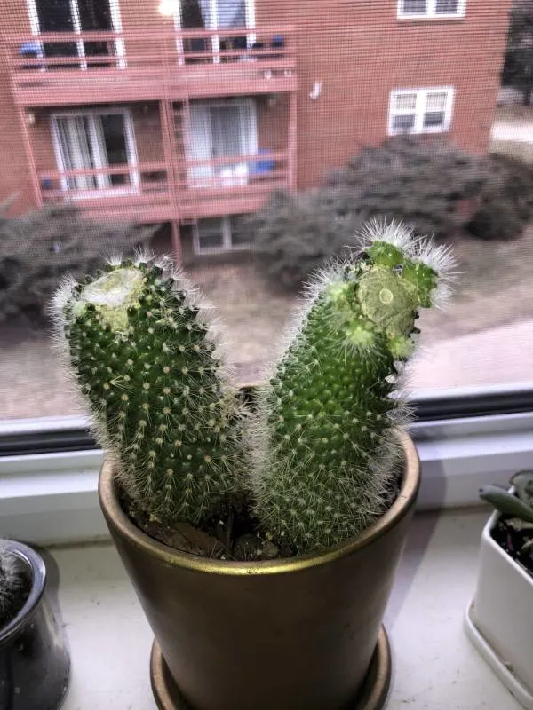 Why Isnt My Cactus Growing 2