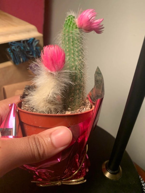 Why Isnt My Cactus Growing