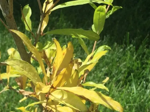 Why Pomegranate Leaves Turn Yellow 2