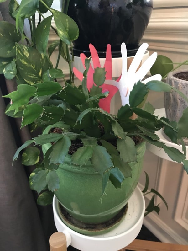 Why Wont My Christmas Cactus Bloom