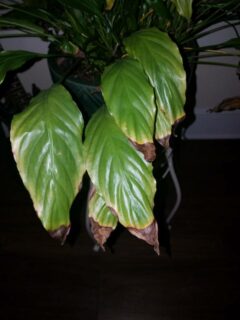 Why does my peace lily have brown tips