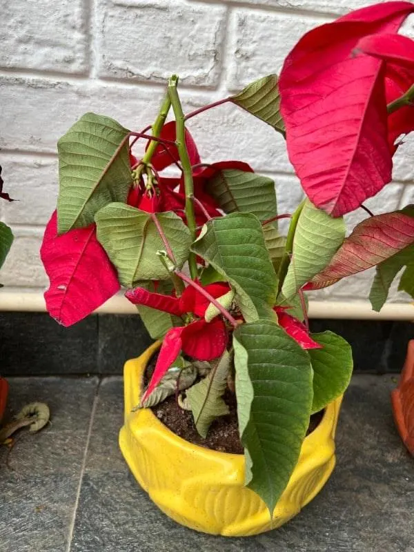 Why is My Poinsettia Wilting