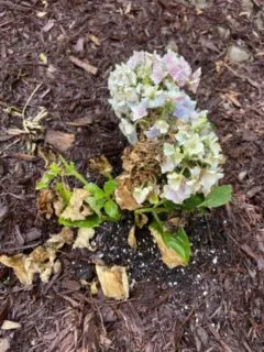 Why is my hydrangea dying