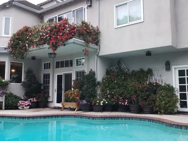 why aren't my Mandevilla blooming