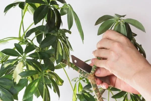 How To Prune A Schefflera Plant 2