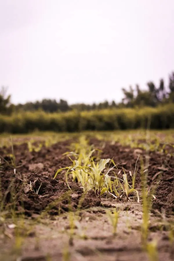 How to soften hard soil lawns