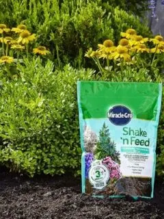 Miracle Gro Shake N Feed Shrubs and Flowering Trees Evergreen Fertilizer Best Evergreen Fertilizer 2