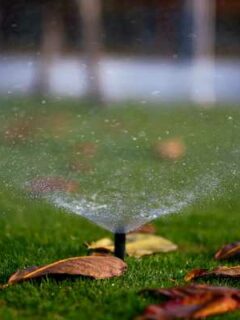 Sprinkler in center of a garden. Best Way to Water Grass Without a Sprinkler System
