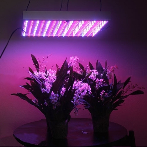 Why Are Grow Lights Purple 2