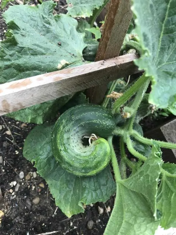 Why Are My Cucumbers Curling 2