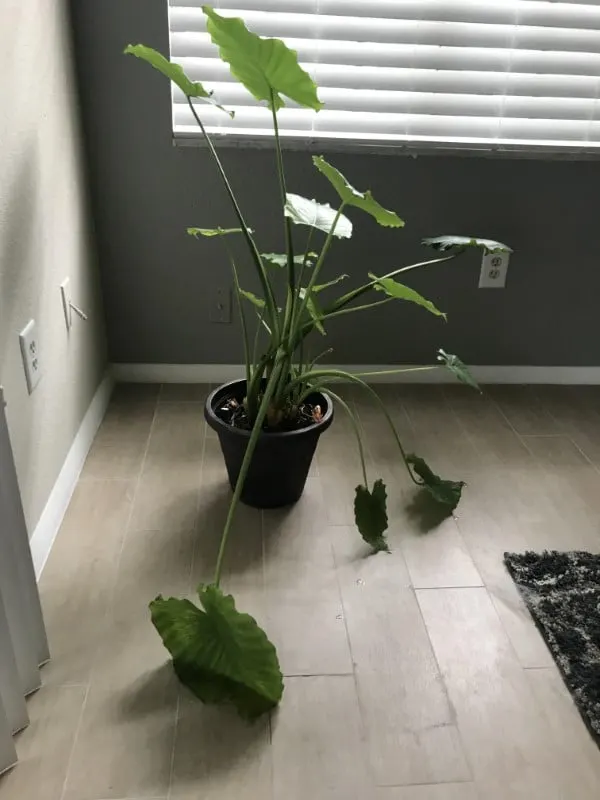 Why Are My Elephant Ears Drooping 1