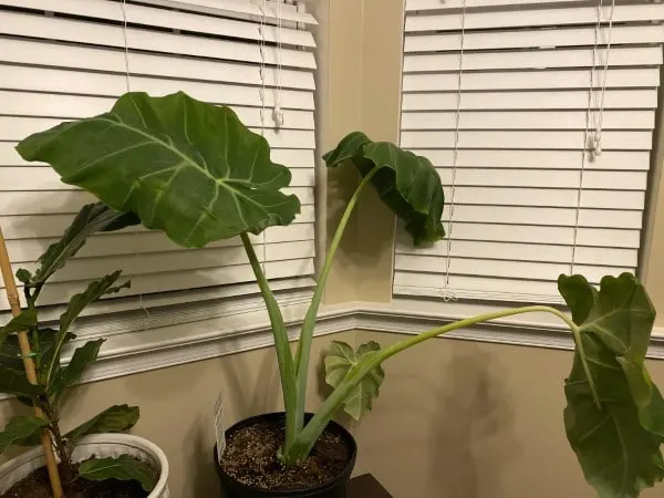 Why Are My Elephant Ears Drooping? (5 Reasons & Solutions!)