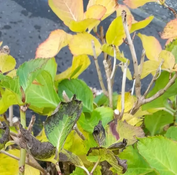 Why Are My Hydrangea Leaves Turning Yellow 2