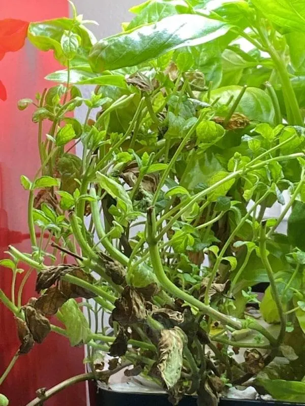 Why Are My Mint Leaves So Small