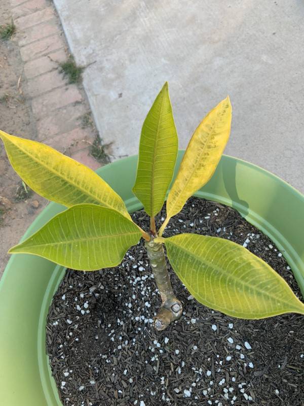 Why Are My Plumeria Leaves Turning Yellow