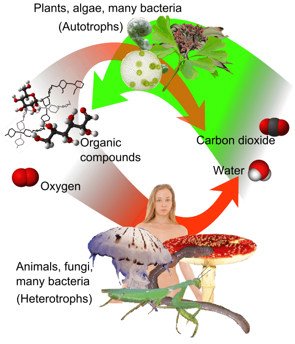 Why Are Plants Called Autotrophs 1