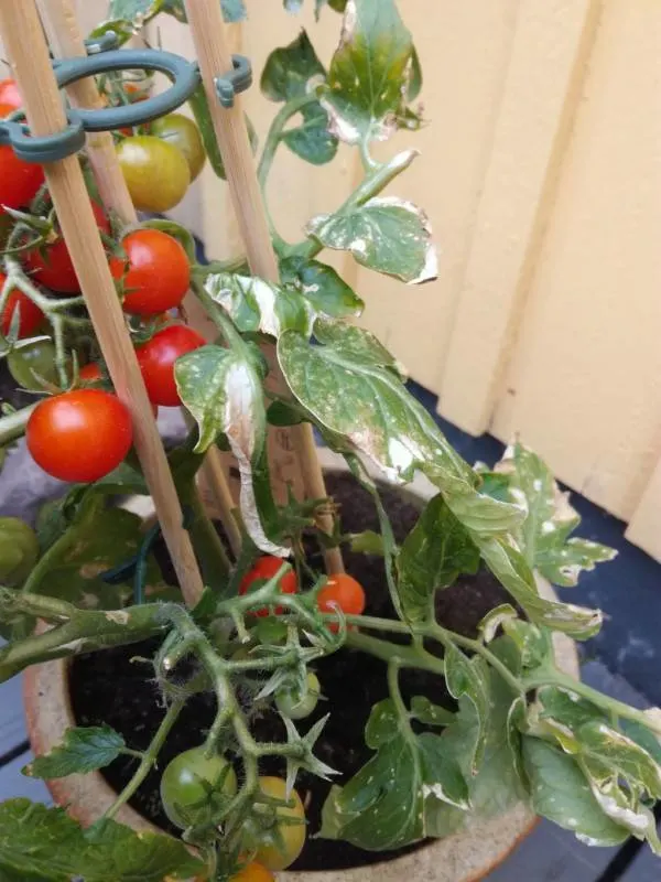 Why Are The Leaves Of My Tomato Plant Turning White 1