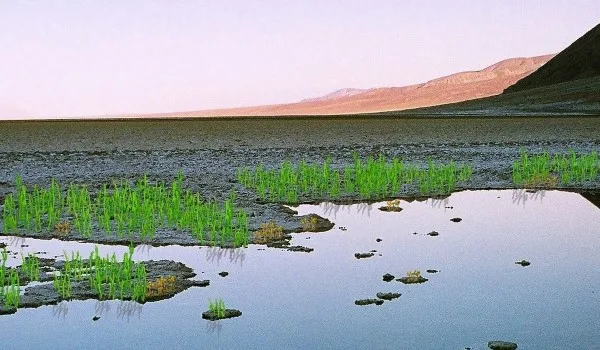 Why Did Seed Production Help Plants Move to Land
