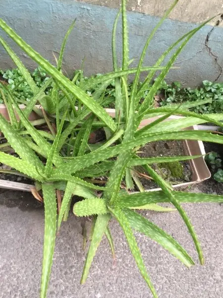 Why Does Aloe Vera Smell Like Onions 1
